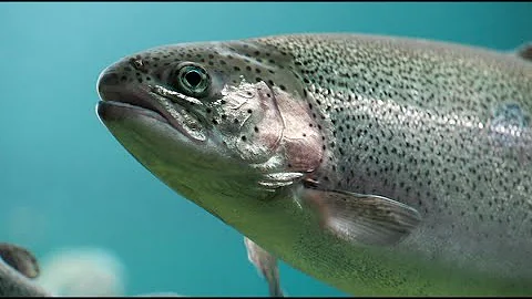 It's trout time: Iowa DNR releasing more than 1,000 trout at 18 ponds across the state