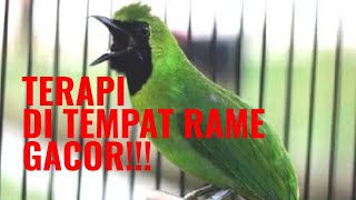 TERAPI DITEMPAT RAME‼️Cucak ijo bongkar isian SE- KEBUN BINATANG surabaya