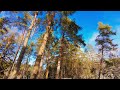 Прогулка в лесу 4K relax nature Vilnius #silenupazintinistakas