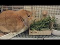 うさぎ（ホーランドロップイヤー）ウーリー牧草もいいけどペレットが一番だよね！