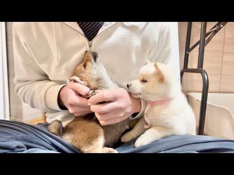 【柴犬 子犬】気にしたら負けな子犬たちの爪切りの様子はこちら
