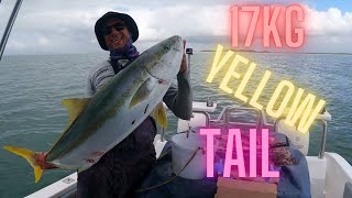 17kg Yellow Tail (KING FISH)
