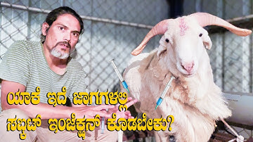 SubCut Injection Method in Sheep and Goat for New Farmers | Subcutaneous Injection