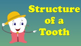 Tooth Structure | #aumsum #kids #science #education #children