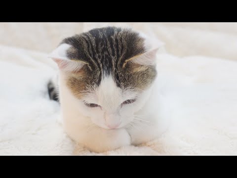 グルーミングの疑似体験をする子ねこ。-Kitten Miri simulates an experience of grooming by mother cat.-