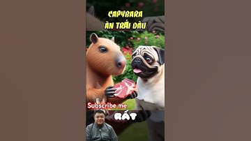 Capybarara bị gãy răng vì ăn phải đá do chó pull troll #funny #capybara #cartoon