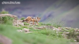 Is a Jackal a Dog or a Fox?