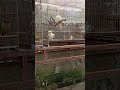 Sipol! #cockatiel
