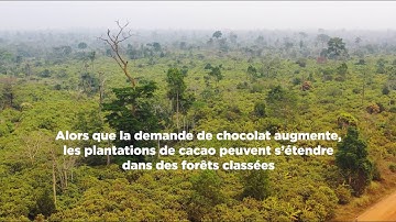 Lutter contre la déforestation – Nestlé Cocoa Plan