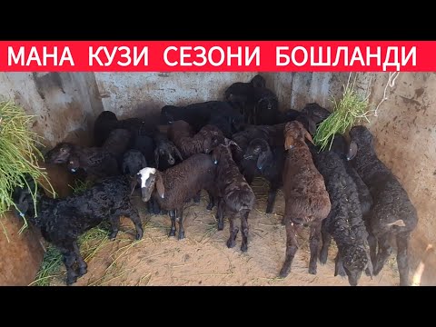 ХОРАЗМ ХАЗОРАСП КУЧКАР КУЙ КУЗИЛАР АНИК НАРХЛАРИ 4 МАЯ 2025-ЙИЛ !!! ХОРАЗМ ОБЗОР