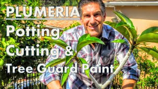 PLUMERIA TIPS: Potting, Cutting & IV Organic Tree Guard Paint