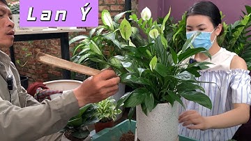 Hướng Dẫn Trồng Và Chăm Sóc Cây Lan Ý Cùng Bạn Thu Hà | CÂY CẢNH CHỢ HÀNG | Đoạn Đằng Phong