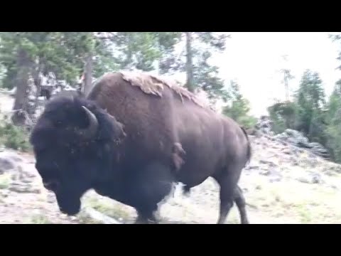 Yellowstone park officials are looking into a video that shows a bison charge a 9-year-old girl