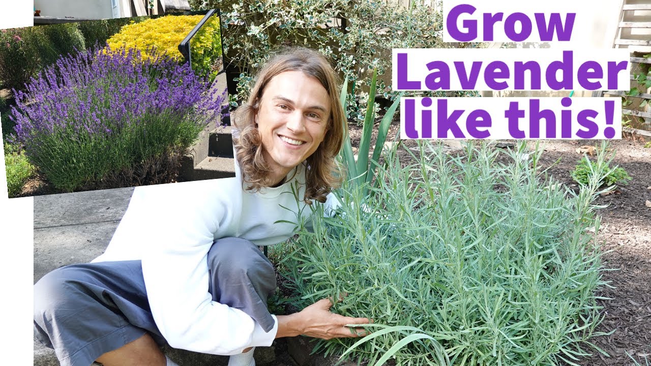 LAVENDER - How to Plant Lavender & Grow Bushy Plants with lots of Flowers 