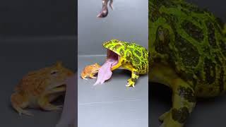 蛙哥连自己人都咬