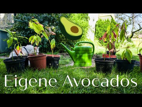 Video: Düngung von Avocado-Bäumen - Was sind Anforderungen an Avocado-Dünger?