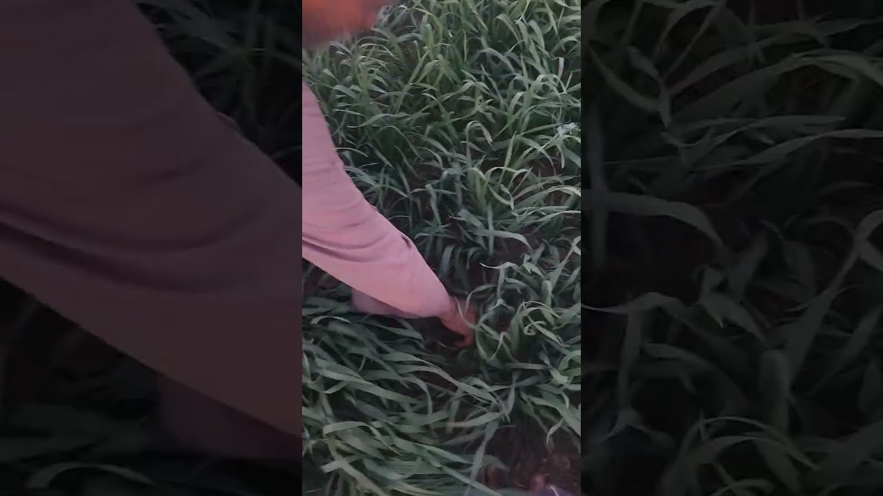 قمح عمر٤٥ يوم