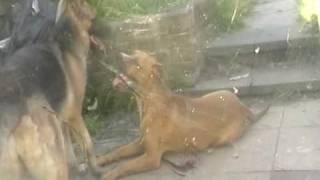 Check out my blog http://ashtonuk.blogspot.com/ Affenpinscher Afgha...
