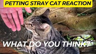 Petting Stray Cat Reaction by Royal Animals 👑 528 views 8 months ago 2 minutes, 24 seconds