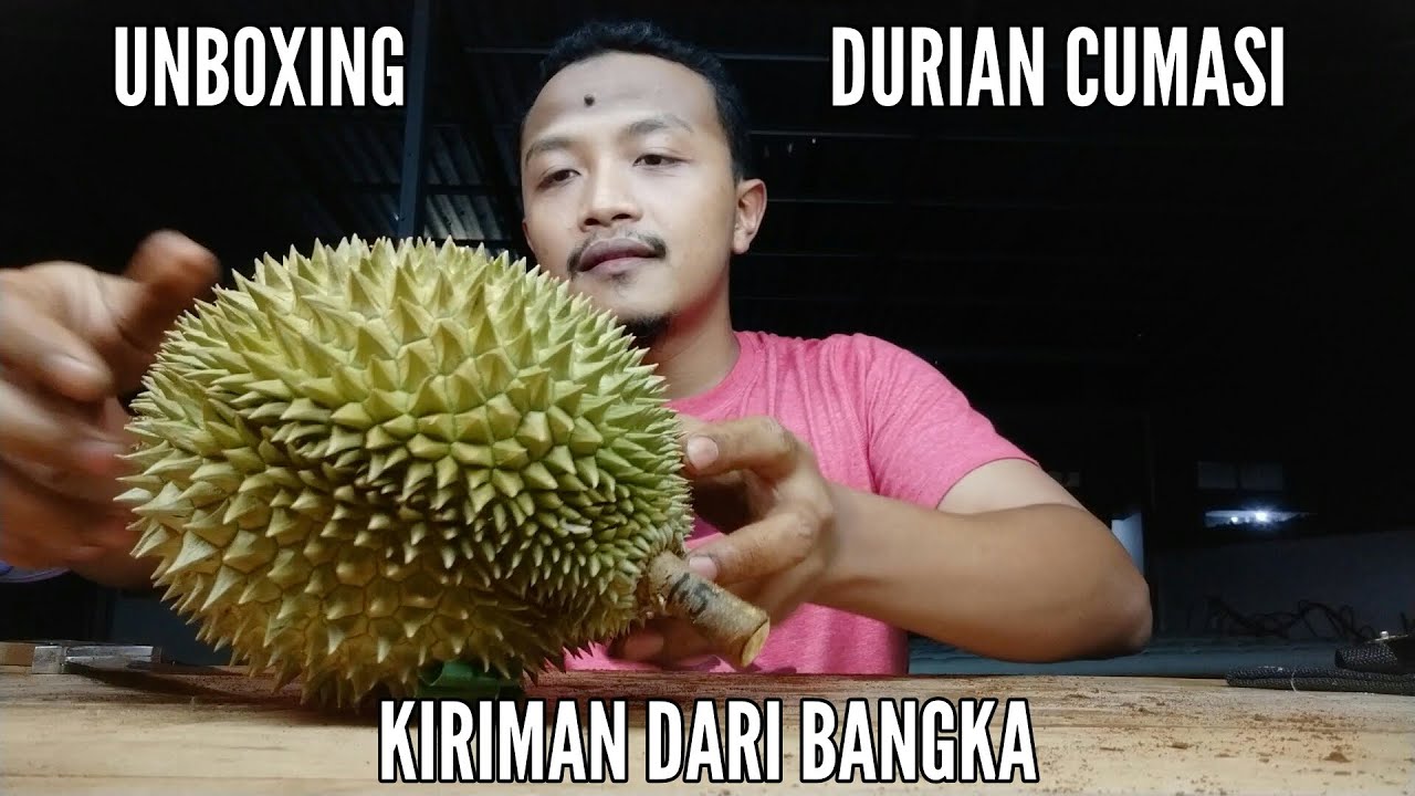 Unboxing Durian Cumasi  Kiriman dari Bangka YouTube