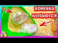 Хомяки купаются / Как назвали хомячат? / Уборка у хомяков кемпбелла / Alisa Easy Pets