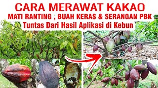 LAGI MAHAL‼️ Rawat Kembali Kebun KAKAO Kini ada solusi Mengatasi Yang Mati Ranting Buah Keras dll by INFO RAGAM PERTANIAN 883 views 12 days ago 11 minutes, 31 seconds