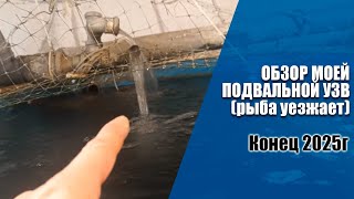 картинка: Обзор моей подвальной УЗВ. Конец 2025г. За час до переезда осетров.