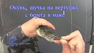 Окунь, щучка на вертушку с берега в маю! Окунь, щучка на вертушку с берега в маю!