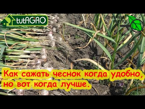 НЕ ТОРОПИТЕСЬ С ПОСАДКОЙ ЧЕСНОКА! Лучшие сроки для посадки чеснока: определить очень просто!