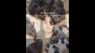 This Experiment Was a Warning for Humanity