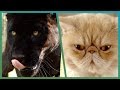 How Wild Is Your House Cat? | Earth Unplugged