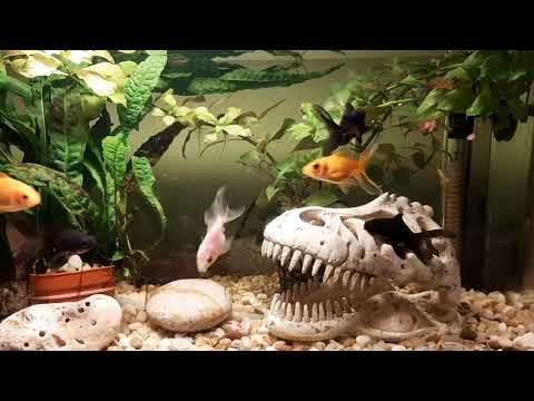 Video: Ako Chovať Zlatú Rybku V Okrúhlom Akváriu