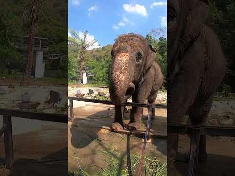 Видео: Слон свистит