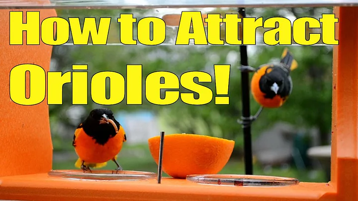 How to Attract Orioles to Your Yard! The Top Five Strategies! It's Simple! Backyard Bird Watching! - DayDayNews