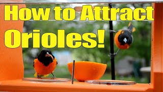 How to Attract Orioles to Your Yard! The Top Five Strategies! It's Simple! Backyard Bird Watching!