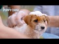 When You Walk Your Anxious Puppy // Presented By BuzzFeed & Puppy Chow