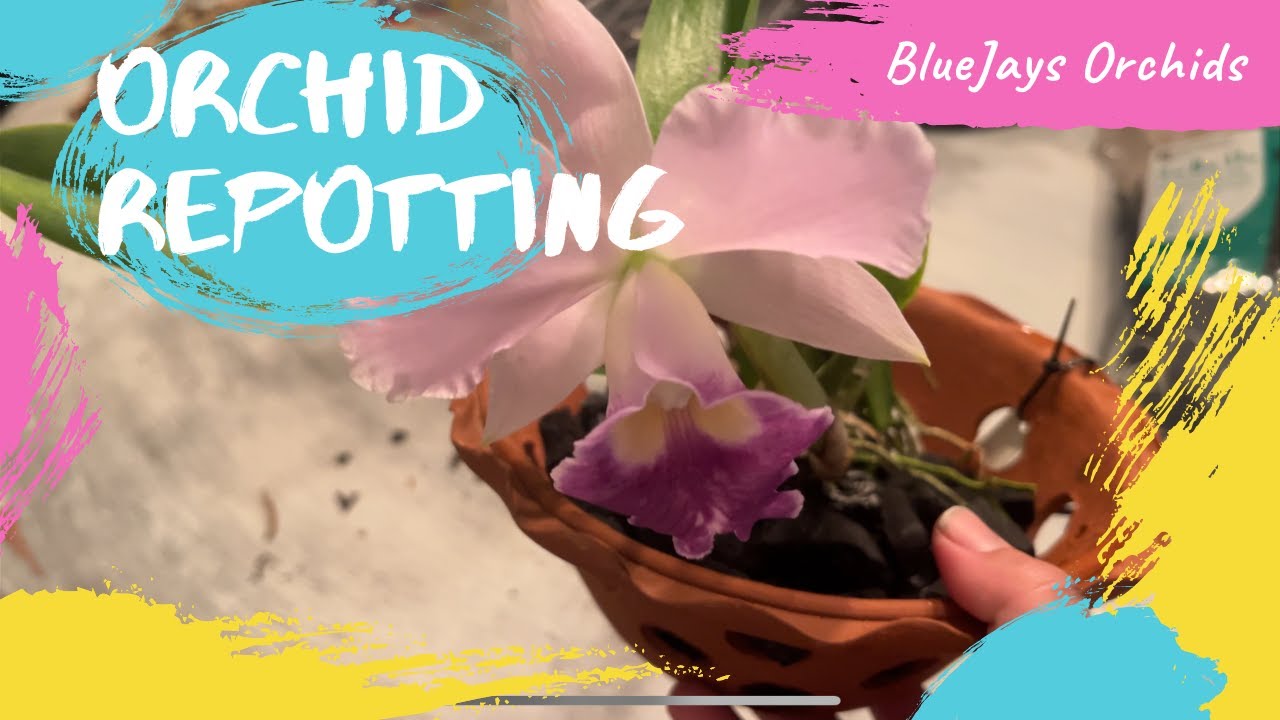 How to Repot Cattleya Orchid YouTube