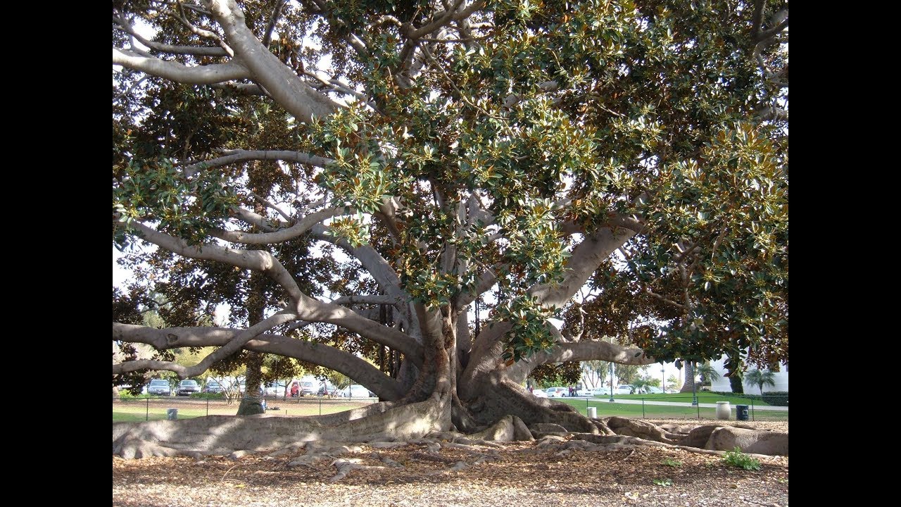 алмазное дерево википедия