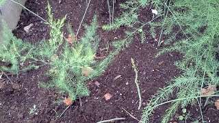 About the Garden: Asparagus in zone 7 (square foot garden)