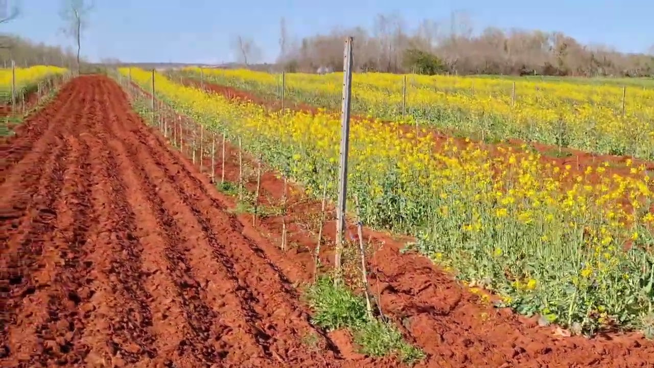 SUPER INTENZIVNI MASLINIK UMAG - krećemo u drugu godinu (prihrana i kultivacija)