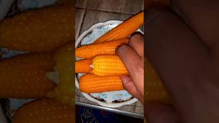 Boil Sweet Corn ? Best corn cooking with boy??? villagecook food cookingn