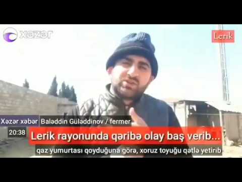 Qəribə olay toyuq qaz yumurtası qoyduğuna görə xoruz onu qətlə yetirdi