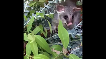 What a Healthy Brushtail Possum Diet Looks Like