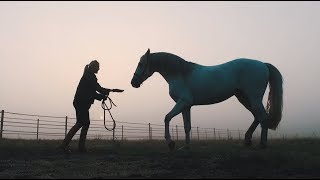 Horses Blommers Feel Good Stables Promotion Video By Rein Martens