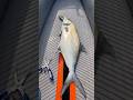 KANO İLE KİLOLUK ÇATAL BALIĞI #balıkavı #fishing #fish #kayakfishing #500abone