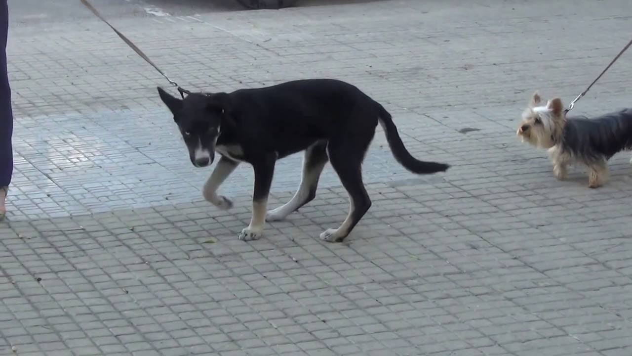 BELLA adopción perros cachorros