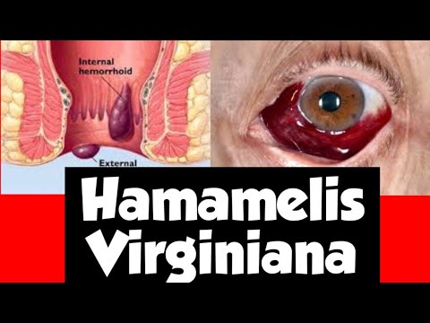 Video: Hamamelis Virginiana - Nõiapähkli Virginiana Kasulikud Omadused Ja Kasutusalad