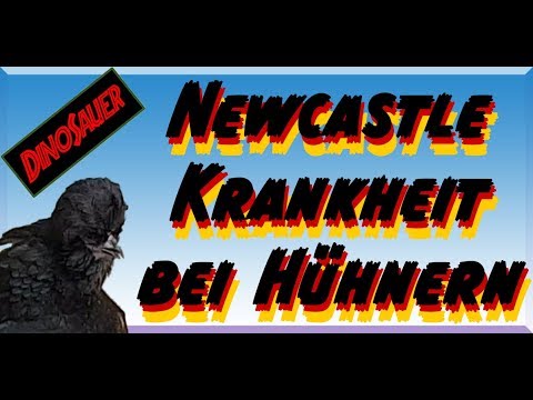 Video: Newcastle-Virusinfektion Bei Vögeln