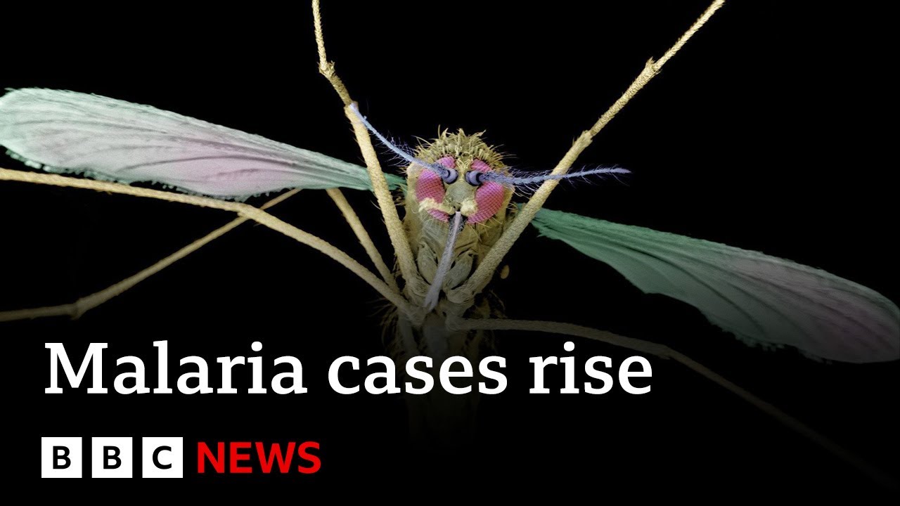 Malaria spike in Pakistan and Mozambique due to climate change, report says – BBC News