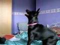 nell following a light